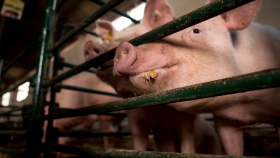 В России с июля отменят беспошлинный ввоз импортной свинины
